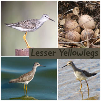 Lesser Yellowlegs